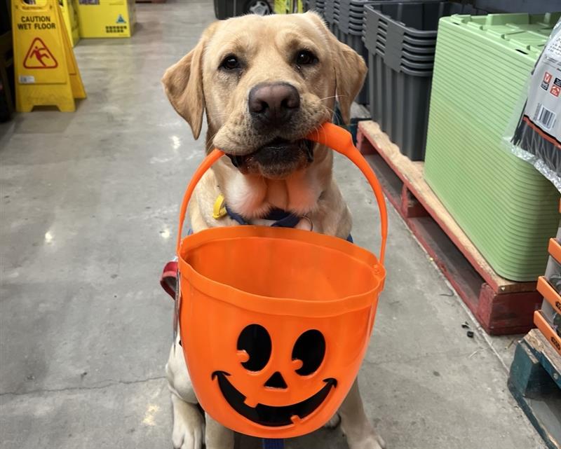 An adult yellow labrador is sitting in a store. He is holding a jack-o-lantern shaped basket in his mouth as if trick or treating