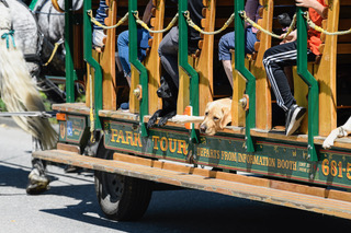 Several dogs can be seen lying down in an open wagon being pulled by a horse.