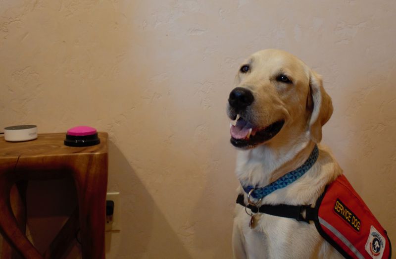 Tibbs, a yellow labrador, in red service dog jacket is sitting in front of a table with a large pink button on it as well as an alexa device.