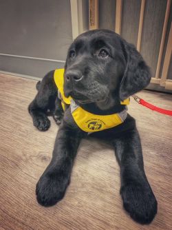 A black labrador retriever puppy in yellow assistance dog jacket is lying down looking off to the side of the camera.