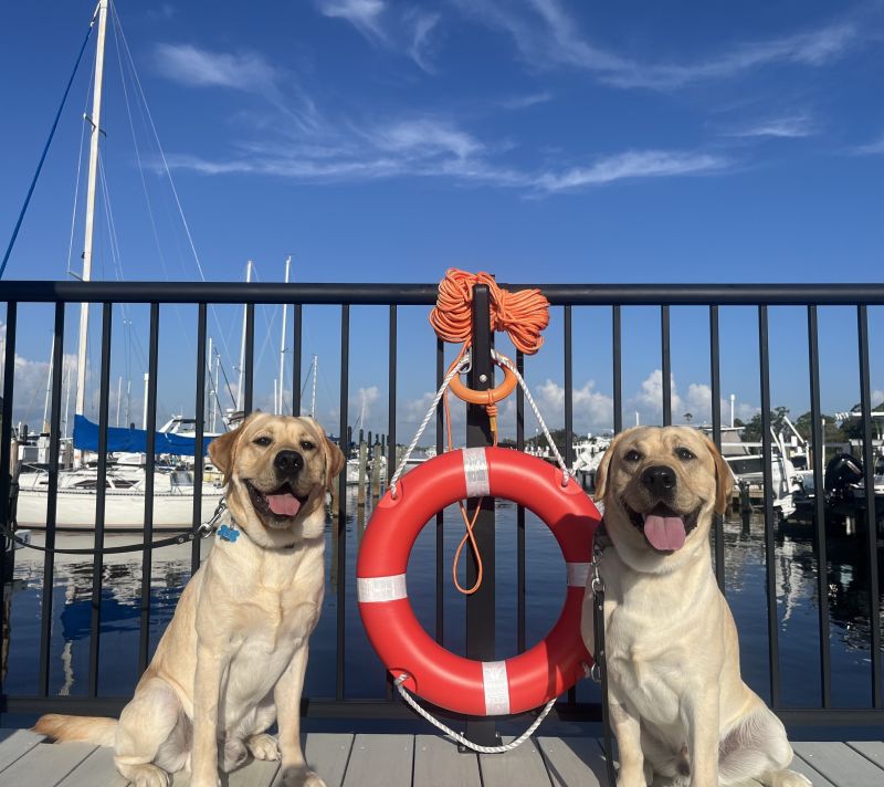 Two yellow labradors are sitting in front of a marina with water and boats in the background