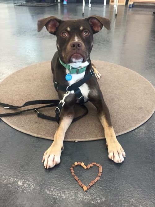 A brown dog with white and light brown markings with a heart made out of kibble on the ground in front of it.