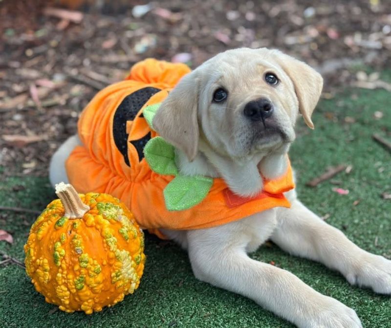 A yellow labrador puppy is in pumpkin costume. He is lying in the grass with a small pumpkin next to him