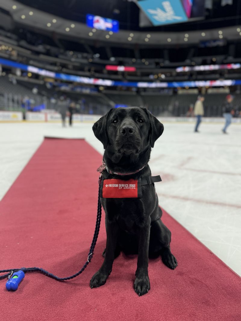 Maxy, a black labrador is wearing a Freedom  Service Dogs jacket. She is sitting on a red carpet that has been rolled out on the Colorado Avalanche hockey rink