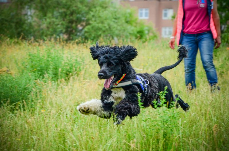 A poodle wearing an assistance dog jacket is free running through a field. A person's legs can be seen in the distance