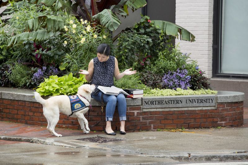 A woman is sitting outdoors on a short brick wall. A hearing assistance dog in blue jacket is looking up at her. The woman's arms are extended as if to ask the dog 