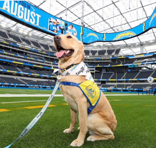 Brisket, a yellow labrador wearing a Canine Companions jacket is sitting on the LA Chargers' football field