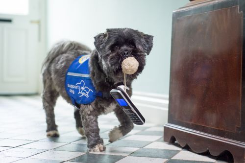 A small dog carrying a cell phone attached to a a ball.