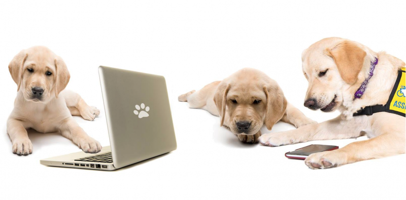 Three yellow labradors, two puppies and one adult, are lying close to a laptop and cell phone. The adult dog is wearing a yellow assistance dog jacket.