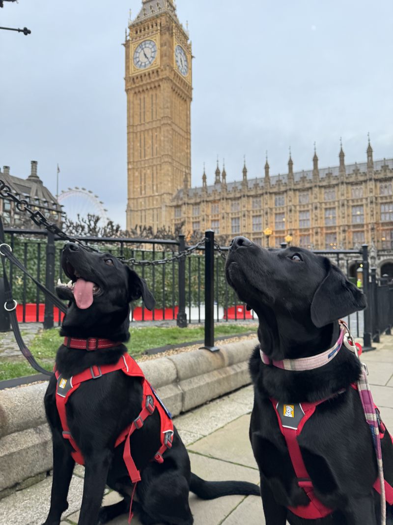Ambassadogs: Two black labrador retrievers in red harnesses are sitting in front of a building with a large clock tower. 