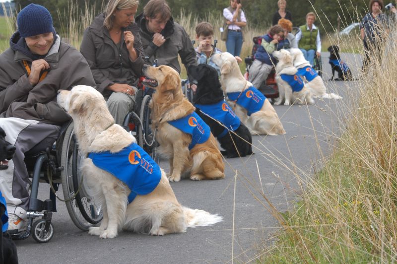A line of 7 clients all working with their partnered dog. The dogs are all in a sit looking at their clients. 
