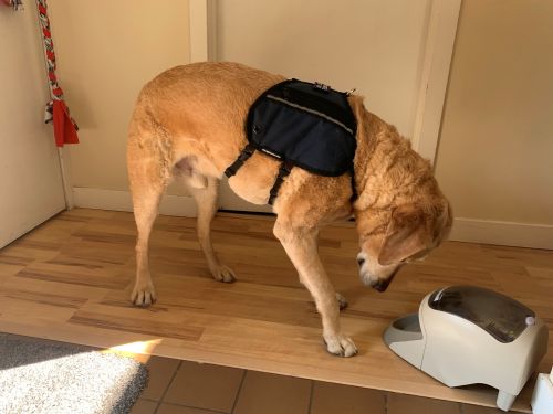 A dog wearing a blue jacket is looking into the area of the Treat and Train where dog treats are released.