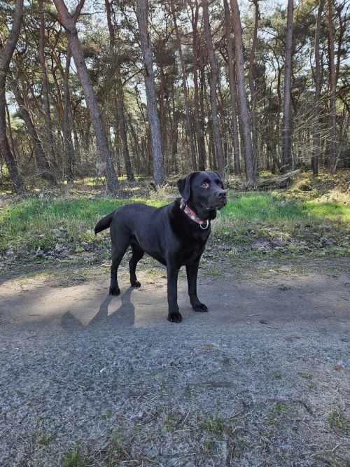 Patekke outside on a dirt path with the forest behind the dog.
