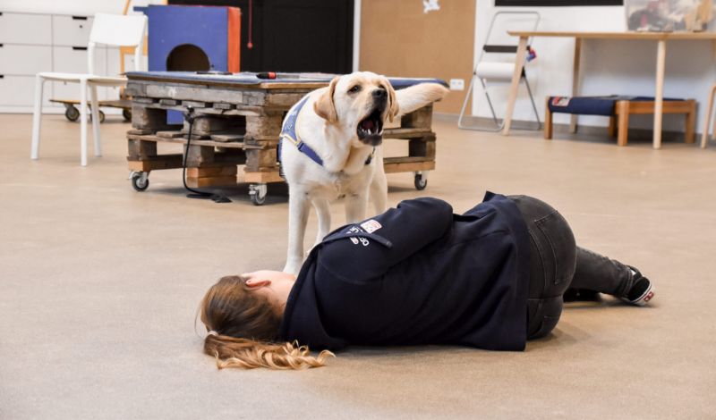 A woman is lying on the ground facing away from the camera. A yellow labrador is blue assistance dog vest is standing next to her, mouth open as if it is barking. 