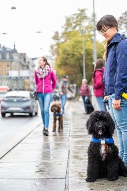 Three assistance dogs and their handlers are walking on a city sidewalk
