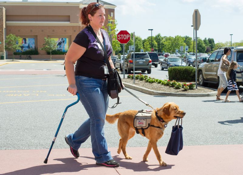 A woman is walking through a busy parking lot with her assistance dog, who is carrying a shopping bag in its mouth.