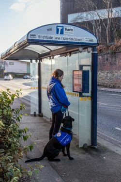 A woman and her assistance dog are at a transit stop.