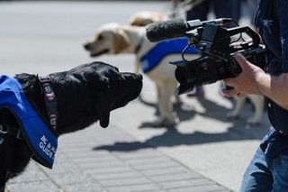 A black labrador retriever puppy in a blue assistance dog vest is leaning in, cautiously sniffing a video camera being held by a person out of the photo.