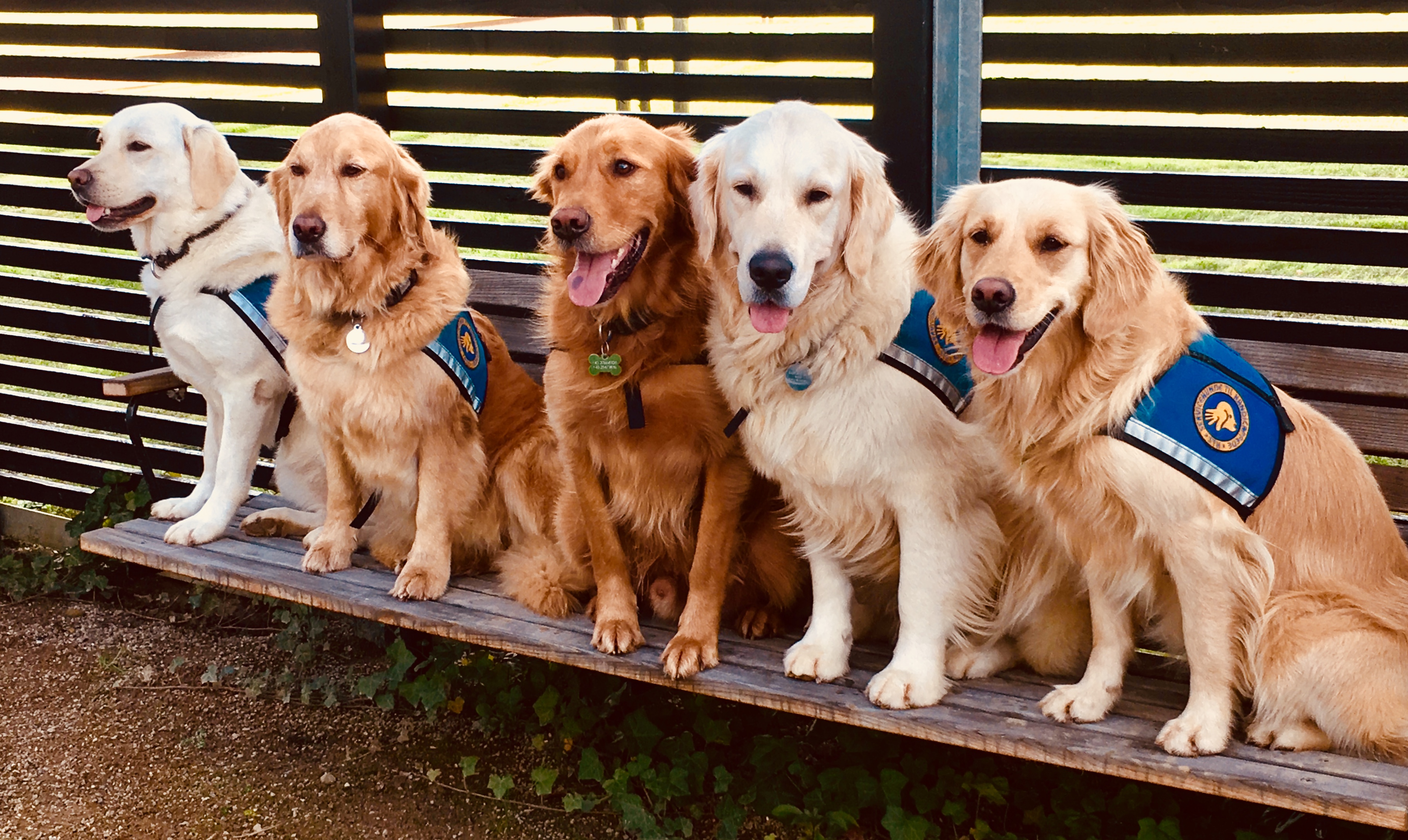 4 golden retrievers and 1 yellow lab are sitting on a bench in a row. All dogs are wearing a blue assistance dog vest. 