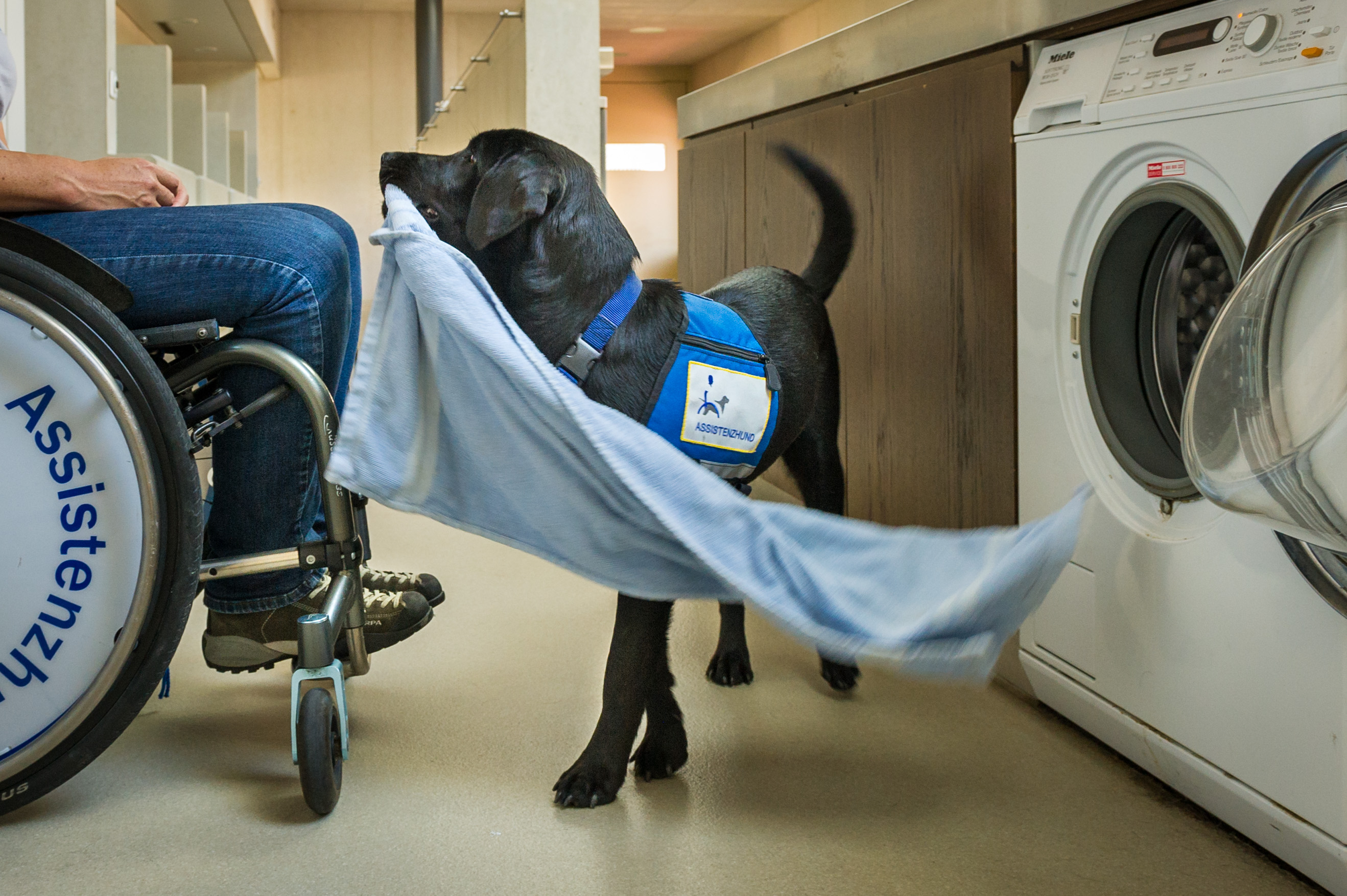 A black Labrador retriever is taking a blue towel out of a dryer and giving it to a person in a wheelchair.