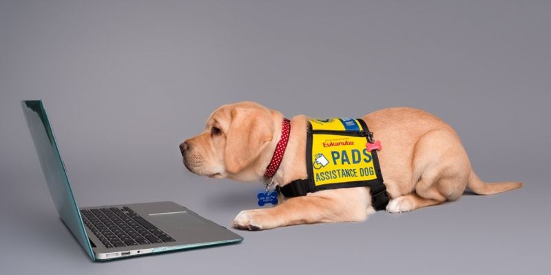 A yellow labrador puppy in PADS Assistance Dogs jacket is lying down looking at the screen of a laptop placed on the ground in front of it.