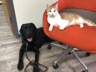 A black lab is lying on the floor next to a chair. A cat is lying in the chair. 