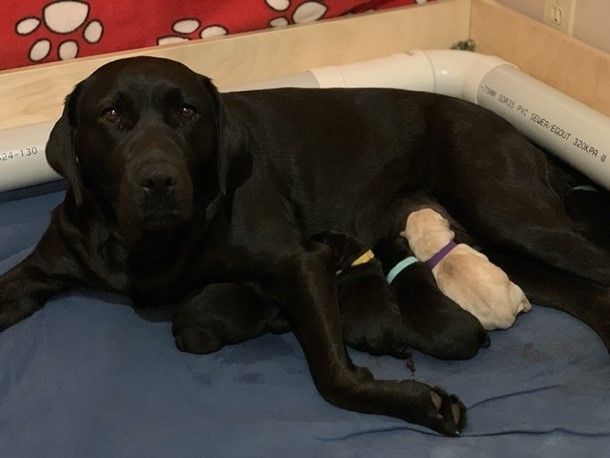A black labrador retriever lying with her four puppies - three black pups and one yellow.