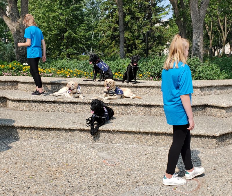 Two young adults walking around 5 adult labrador retrievers that are on a set of wide stairs.