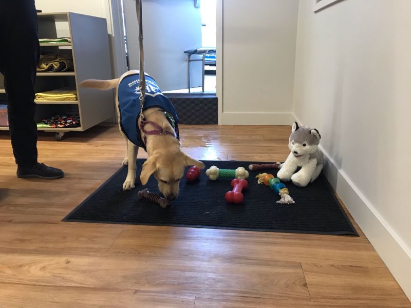 A yellow labrador puppy is sniffing a pile of toys of the floor.