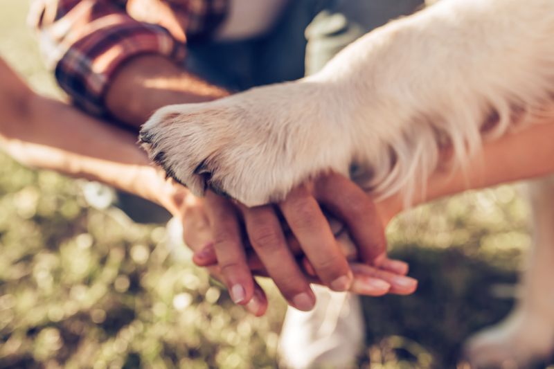 A close up pile of three human hands with a dog's paw on top