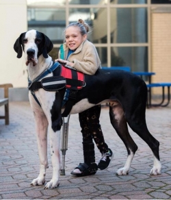 A young girl is leaning her left arm on a Great Dane who is only slightly shorter than her. In her other hand she is holding a crutch. 