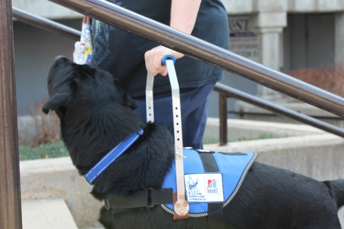 A black Labrador Retriever wearing a balance harness is helping a person up the stairs. 