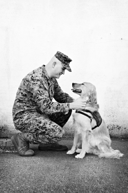 A black and white photo of a man wearing a military uniform bent down petting a golden retriever . The dog is looking at the man. It is wearing an assistance dog vest. 
