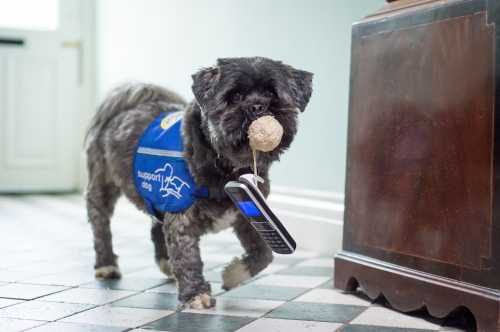 A small gray dog is holding a ball with string connected to a phone in its mouth.  It appears that the dog is bringing the phone to a new location. The dog is wearing a blue assistance dog vest.