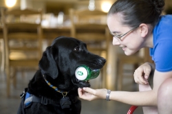 A black Labrador Retriever in blue assistance dog vest is holding a can of soda in its mouth. A young girl is facing the dog holding out her hand to receive the can from the dog. 