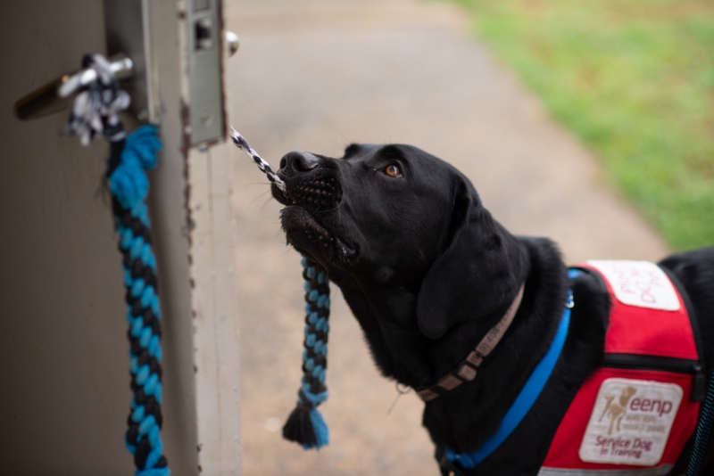 A black Labrador Retriever is tugging a piece of rope connected to a door handle in order to open the door. 