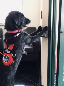 A black dog wearing a red assistance dog vest is using both front paws to push an automatic door button on the wall. 