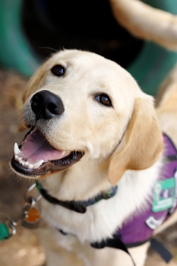 A yellow Labrador retriever puppy is looking up at the camera with its mouth open, almost as if smiling. It is wearing a purple assistance dog vest. 
