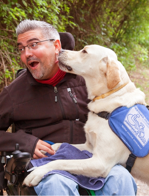 A yellow Labrador Retriever wearing a blue assistance dog vest has its feet in the lap of a man in a wheelchair. The dog is licking the man's face. 