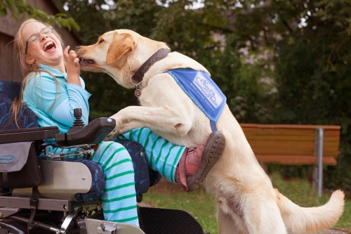 A yellow Labrador retriever wearing a blue assistance dog vest has his paws on the lap of a young girl in a motorized wheelchair. He is licking her fingers and she is laughing.