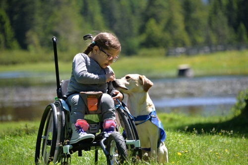 A yellow Labrador Retriever is sitting next to a young girl in a wheelchair. The dog is sniffing the girl's hand. The dog is wearing a blue assistance dog vest. 