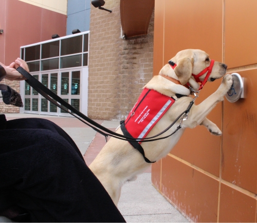 A yellow Labrador Retriever is pushing on automatic door button on the wall with its front right foot. It is wearing a red assistance dog vest.