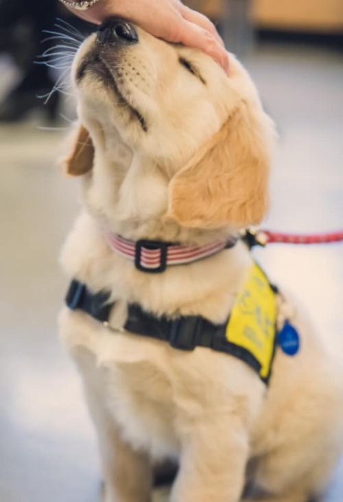 A golden retriever puppy is sitting with its head raised to meet a hand petting its head. Its eyes are closed. It is wearing a yellow assistance dog vest. 